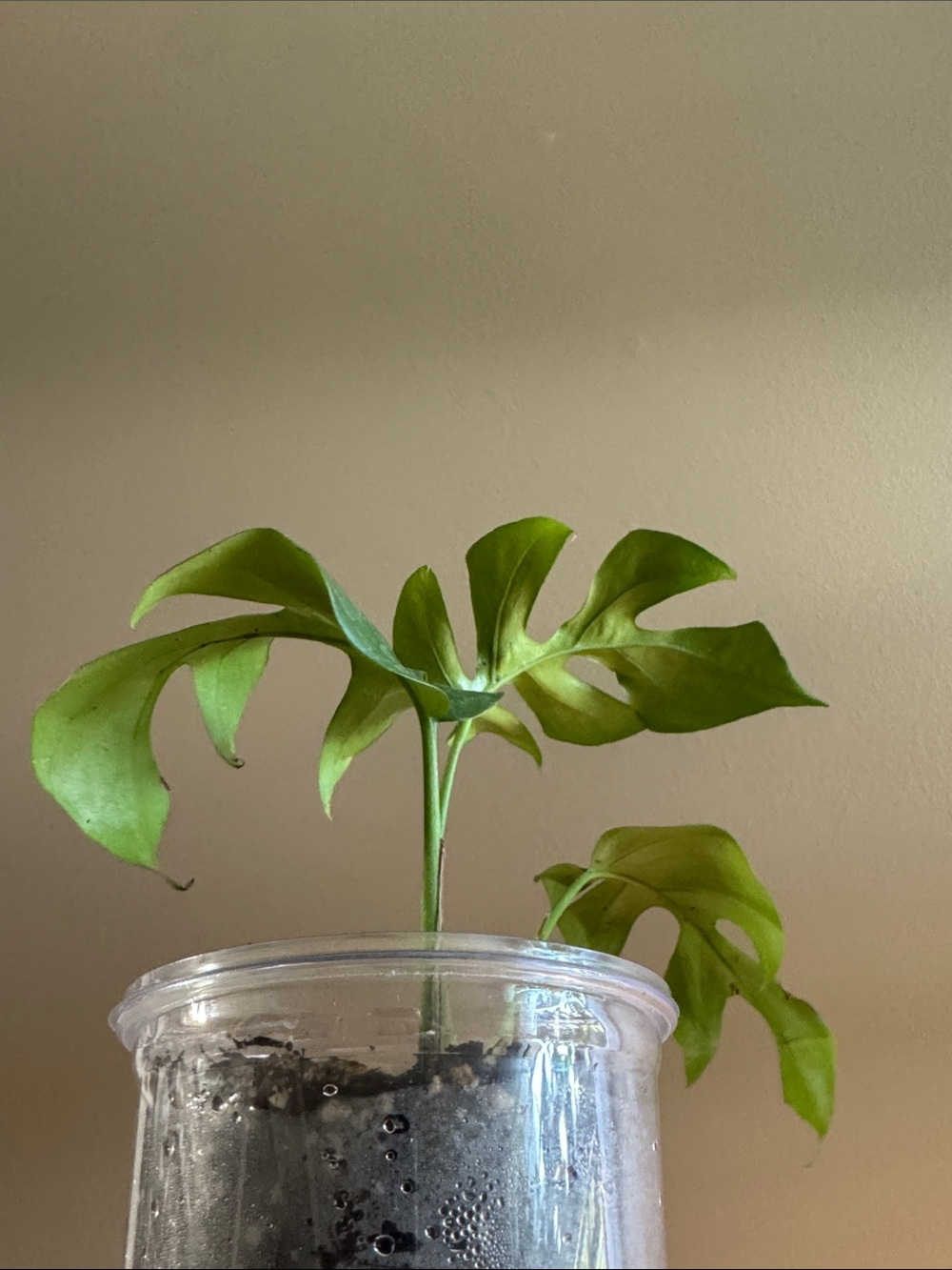 Mini Monstera - aka Rhaphidophora tetrasperma-Rooted. - Picture 5 of 6